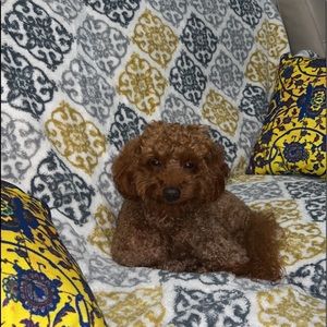 Meet your Posher, Asal